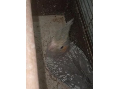 4 aylık sultan papağanı