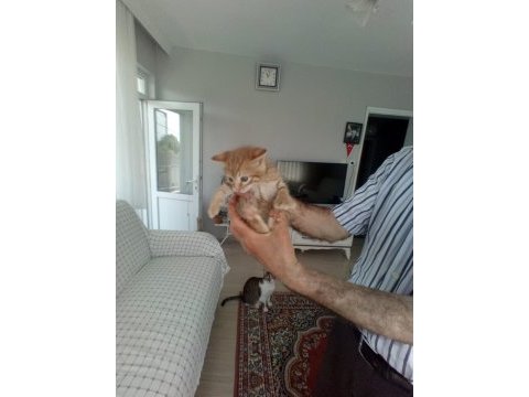 Terk etmişler sarman miniği