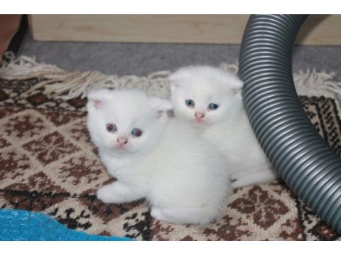Safkan beyaz scottish fold yavrularımız