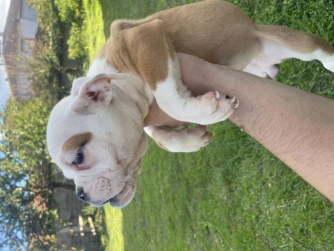 Bulldog dişi bebekler
