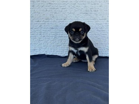 Black tan pug mops özel olmak isteyenler