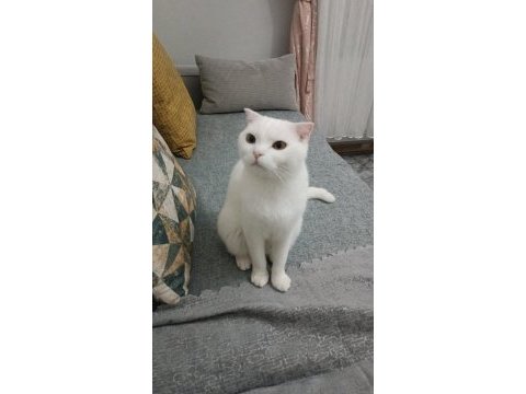 Eğitimli duyarlı 1 buçuk yaşında kedimiz