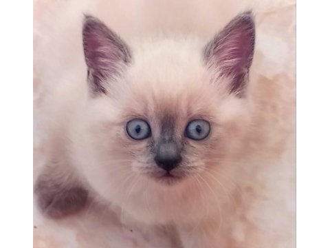British shorthair minnaklar