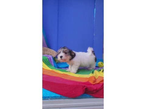 Nese kaynagi morkie yavrularımız