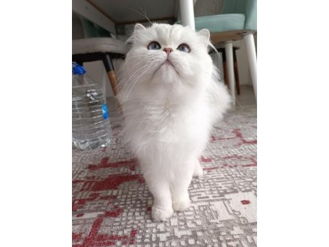 British longhair kedim yeni yuvasını arıyor