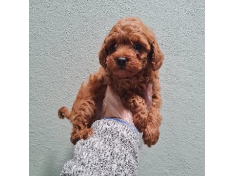 Toy poodle bebekler sun kennels üretim çiftliği