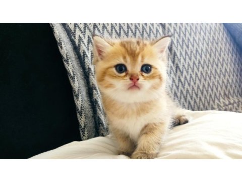 Safkan orjinal british shorthair yavrular
