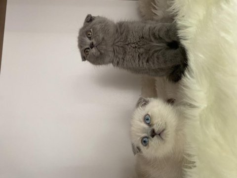 Özel ayı surat yavrularım safkan orjinal scottish fold
