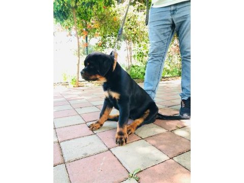 Şampiyon rottweiler yavrumuz