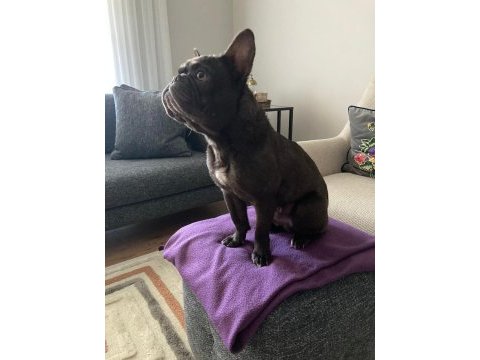 Micro french bulldog