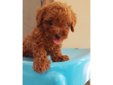 Toy poodle yavruları