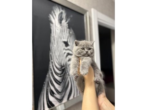 Birbirinden güzel brıtısh shorthair yavrularım 
