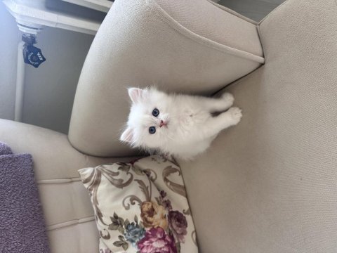 3 adet british longhair silver shaded erkek yavru