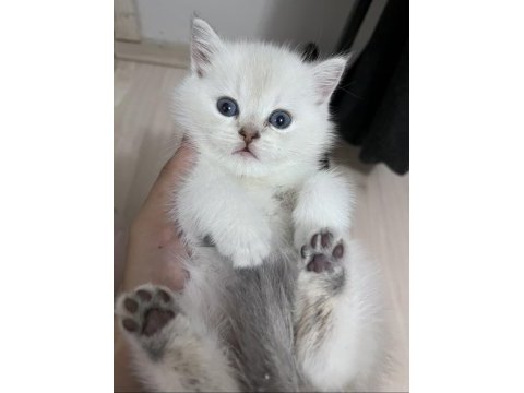 British shorthair erkek (açıklamayı okuyunuz)