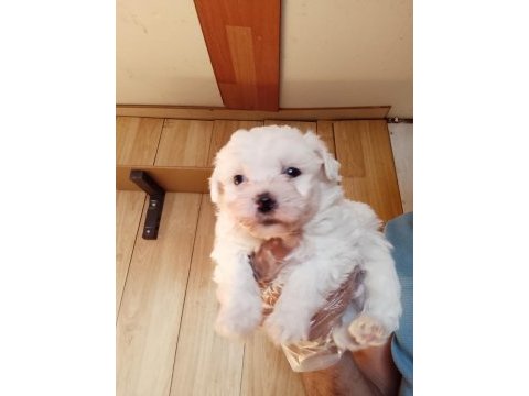 Maltese terrier bebekler