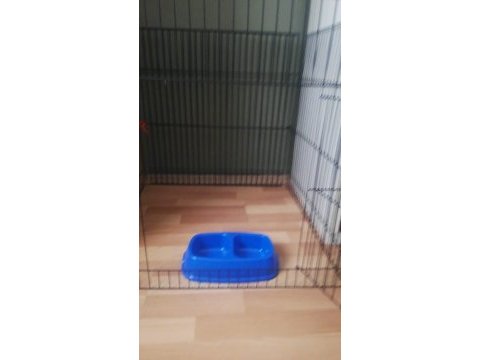 Küçük terrier oğlumuza yuva arıyoruz