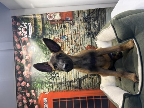 Belçika kurdu dişi yavrumuz @petclubadanaa