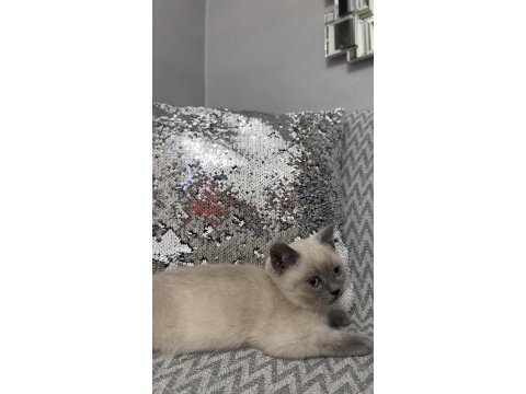 Uysal 3 aylık british shorthair beyaz