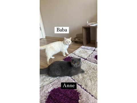 Cins scottish fold kedilerim