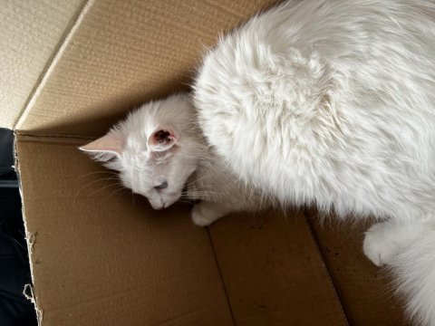 British longhair kedisi