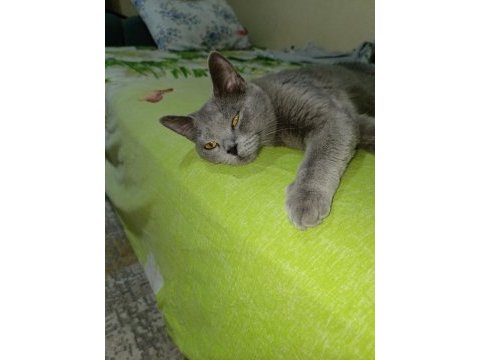 Sahiplendirilecek british shorthair kedimiz