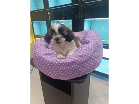 3 aylık dişi shih tzu yavrular