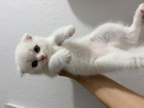 Scottish fold yavrular