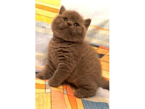 Blue british shorthair yavrularımız