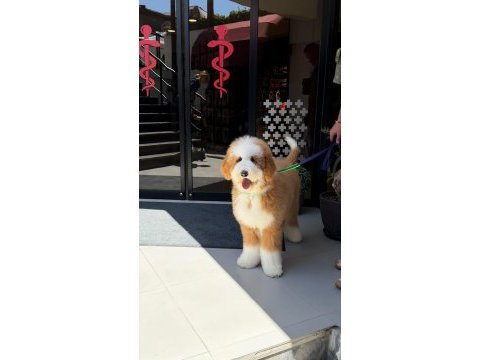 Çift renk kahve beyaz giant dev poodle yavrular