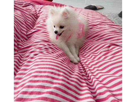 Güzel pomeranian kızımıza yuva