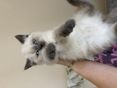 Minik british shorthair bebekler