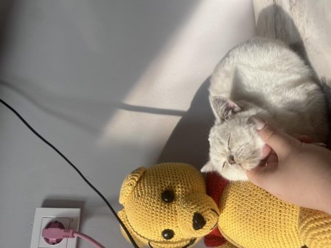 Oyuncu teslime hazır tek bebek kedimiz