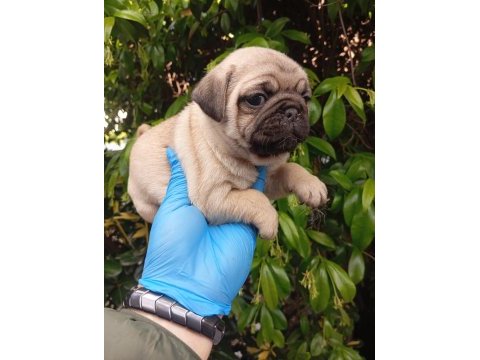 A kalite evsane pug mops bebekler sıfır burun gül kuyruk