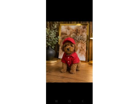 Kucuk seker poodle mınıkler