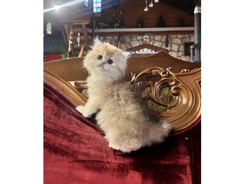 Saf kan golden british longhair yavrular (wcf kayıtlı)