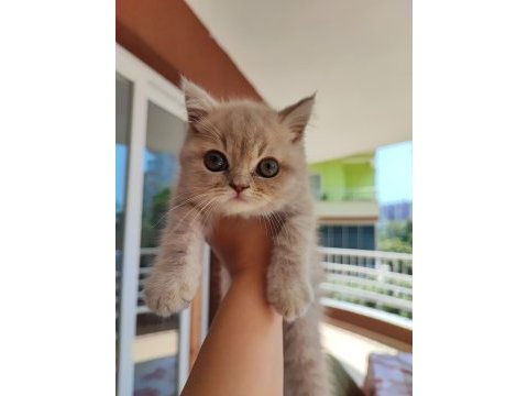 British longhair minişler yeni sahiplerini bekliyor