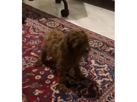 Tiny dişi poodle yavru