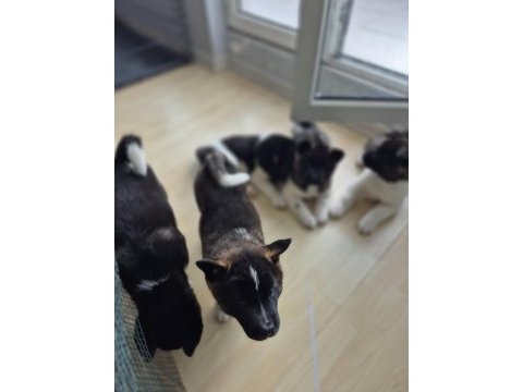Amerikan akita yavru
