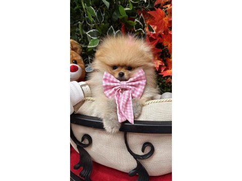 Safkan orjinal ayı surat pomeranian boo yavrular