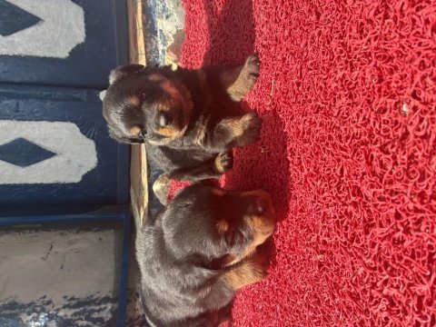 Rottweiler köpeği