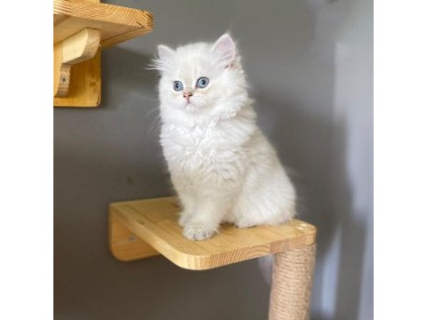 British longhair ay1133 erkek muhteşem tip