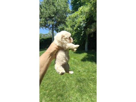 Maltipoo yavrular