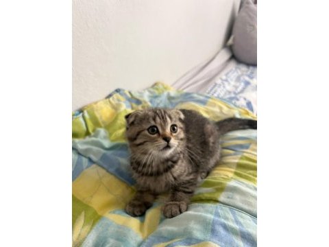 Anne altından scottish fold yavrular