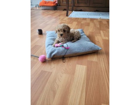 Muhteşem güzellikte  apricot toy poodle yavrular 