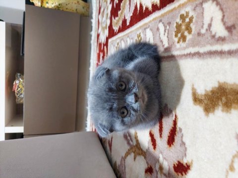 Enerjik kedi scottish fold