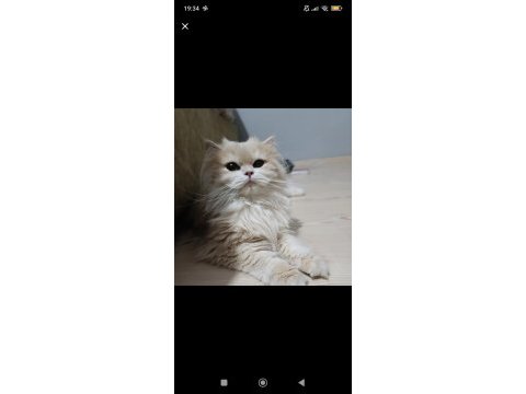 British longhair cy 12 dişi