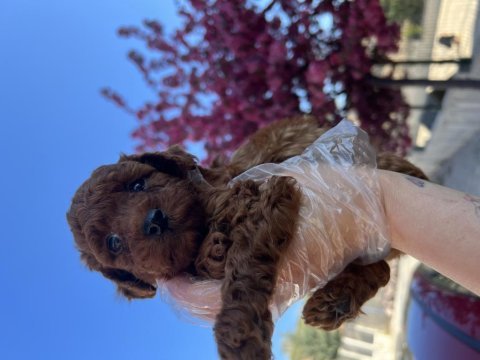 Koyu poodle sevenler kıvır kıvır bebekler