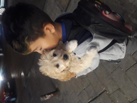6 aylık maltipoo köpeği sahiplendirme
