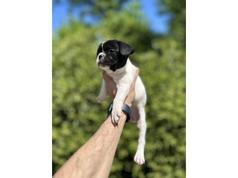 Sevimli ve maskeli french bulldog yavrularım
