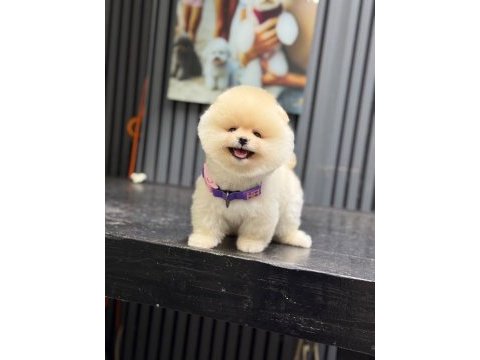 Sağlık ve ırk garantili pomeranian